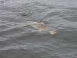 Bull RedfishZZZZZ!!! Everywhere!!!!!! 
Get Your Customized Gift Certificates Now for Christmas!!!

Drive extra Carfull in the FOG it been thick for a few days in a row. 
All of the fish caught within 20 minuets of the Dock!!! 
Need a place to stay this weekend for your Duck Hunting or Fishing Call??? Six Comfortable Private Deluxe Overnight Accommodations in Hopedale with Plenty of Open Dates in December!!! 

The Catch Monday Boat 1 
65 Speckled Trout Do you need to fill your freezer now is a good time!!! 
6 Redfish 
2 Bass!!! 

The Catch Wednesday Boat 1 Guides Scouting trip!!! 
50 Speckled Trout (Limited Out !!!)(2lbs to 3lbs Class!!!) 

The Catch Wednesday Boat 1 
20 Speckled Trout (Just keeping a few, wanted redfish!!!) 
12 Redfish ( Released 8 to fight another day!!!) 

The Catch Thursday Boat 1 late start due to the FOG!!! 
100 Speckled Trout (Limited Out!!!) 
10 Redfish 

The Catch Sunday Boat 1 Windy 30 Miles per hour 
75 Speckled Trout (Limited Out!!!) (2lbs to 3lbs Class!!!) 
6 Redfish 
P0085740.jpg