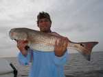 Bull Redfish ZZZZZZZZZZ!!!
We started down Dudenhefer�s Bayou going to fish Black the Marsh and Bayous in search of some Monster Bull Redfish!!! Family Mike and Chris Biguenet and friend Festy The Catch 25 Redfish (Limited Out!!! 4 were Bull Redfish) (Get the Grill Ready!!!) 12 Black Drum (Get the Grill Ready!!!) We are currently Catching the Big Girls check out the next reports!!! With Live Shrimp, Live Croakers, Dead Shrimp, and Lures included in our summer time Special!!! This is a late report!!! Bussy all the Time!!! While the Speckled Trout and Galf Top Catfish are right after them!!! What a Feeding Freenzie!!! The Cajun Thunder Corks were working Over Time, Sometime they didn�t ever hit the water and ZZZZZZZZZZZZZZZZZZZZZZ!!! Fish On!!! It was a pleasure fishing with Family Mike and Chris Biguenet and friend Festy!!! Warren, Thanks to you and Lynn for an outstanding fishing trip. The boys had a great time. Festy said it was the best fishing trip of his life. Let me know if you are able to open these pictures. Thank for everything. Mike Biguenet Another Successful Day on the Bayou!!! P0109248.JPG