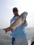 Another Nice Bull Redfish!!!
Chris Bull Redfish!!! ZZZZZZ Limited Out Again on 25 Redfish!!! Four were Bull Redfish ZZZZZZ!!! Don�t Miss Out on Our!!! Summer Time Special 4 Anglers Still Only $150 Per Person which is $600.00 Per Boat We started down Dudenhefer�s Bayou going to fish Black the Marsh and Bayous in search of some Monster Bull Redfish!!! Family Mike and Chris Biguenet and friend Festy The Catch 25 Redfish (Limited Out!!! 4 were Bull Redfish) (Get the Grill Ready!!!) 12 Black Drum (Get the Grill Ready!!!) We are currently Catching the Big Girls check out the next reports!!! With Live Shrimp, Live Croakers, Dead Shrimp, and Lures included in our summer time Special!!! This is a late report!!! Bussy all the Time!!! While the Speckled Trout and Galf Top Catfish are right after them!!! What a Feeding Freenzie!!! The Cajun Thunder Corks were working Over Time, Sometime they didn�t ever hit the water and ZZZZZZZZZZZZZZZZZZZZZZ!!! Fish On!!! It was a pleasure fishing with Family Mike and Chris Biguenet and friend Festy!!! Warren, Thanks to you and Lynn for an outstanding fishing trip. The boys had a great time. Festy said it was the best fishing trip of his life.
P0109250.JPG